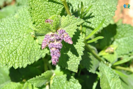 Helezonik Adaçayı (Salvia verticillata): Doğadan Gelen Şifa Deposu — inline image