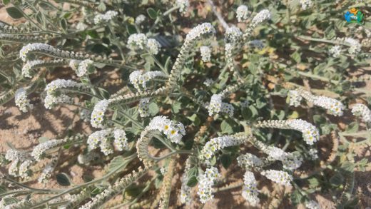 Heliotropium europaeum L. (Akrep Otu) Hakkında Kapsamlı Bir İnceleme — inline image