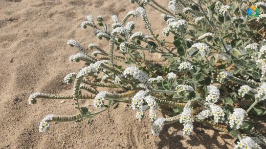 Heliotropium europaeum L. (Akrep Otu) Hakkında Kapsamlı Bir İnceleme — inline image