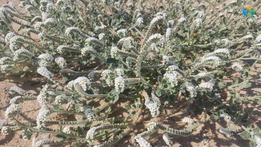 Heliotropium europaeum L. (Akrep Otu) Hakkında Kapsamlı Bir İnceleme — inline image