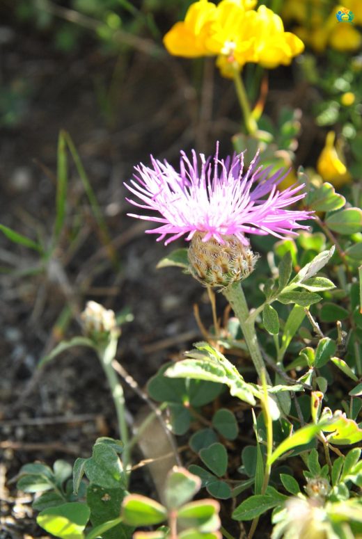 Hemşin Tülübaşı (Centaurea simplicaulis): Doğu Karadeniz'in Gizli Güzeli — inline image
