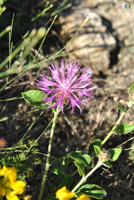 Hemşin Tülübaşı (Centaurea simplicaulis): Doğu Karadeniz'in Gizli Güzeli — inline image