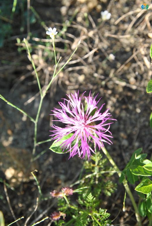 Hemşin Tülübaşı (Centaurea simplicaulis): Doğu Karadeniz'in Gizli Güzeli — inline image