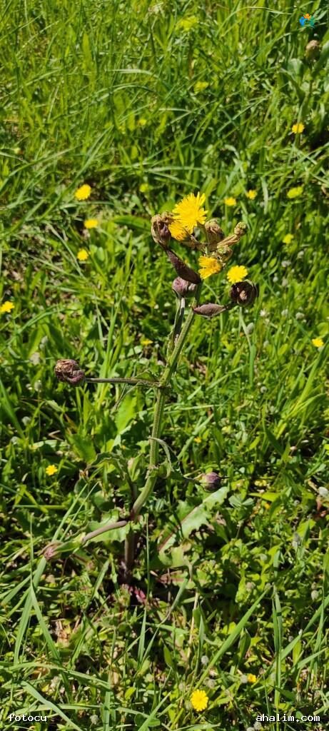 Her Yerde Biten Bir Hayat Kaynağı: Adi Yavşan'ın Büyüleyici Dünyası (Sonchus oleraceus L.) — cover