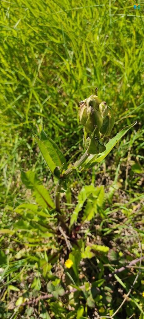 Her Yerde Biten Bir Hayat Kaynağı: Adi Yavşan'ın Büyüleyici Dünyası (Sonchus oleraceus L.) — inline image