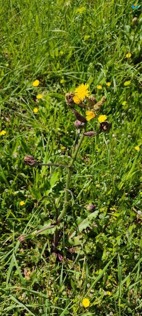 Her Yerde Biten Bir Hayat Kaynağı: Adi Yavşan'ın Büyüleyici Dünyası (Sonchus oleraceus L.) — inline image