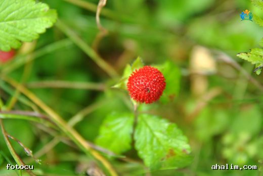 Hint Çileği (Potentilla indica): Bahçelerin İstilacı Misafir mi, Yoksa Faydalı Bir Bitki mi? — cover