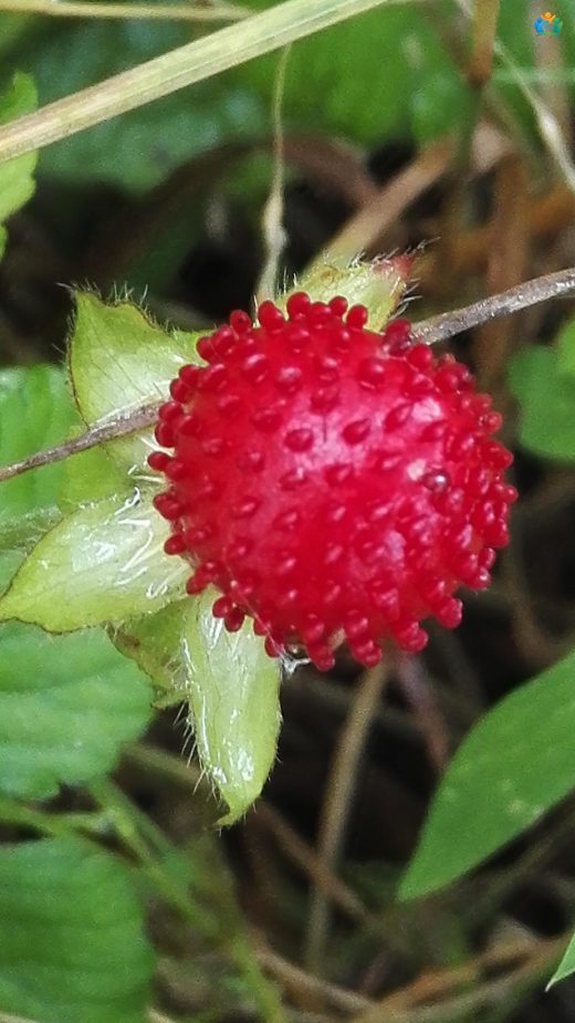 Hint Çileği (Potentilla indica): Bahçelerin İstilacı Misafir mi, Yoksa Faydalı Bir Bitki mi? — inline image