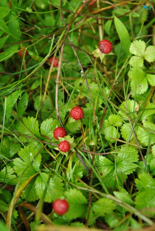 Hint Çileği (Potentilla indica): Bahçelerin İstilacı Misafir mi, Yoksa Faydalı Bir Bitki mi? — inline image