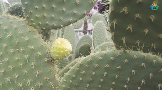 Hint İnciri (Opuntia ficus-indica): Çölün Gizli Zengini — inline image