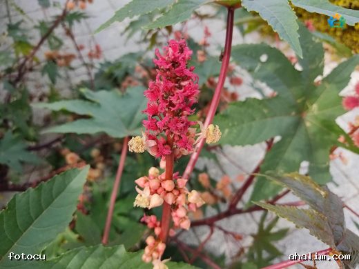 Hint Yağı Bitkisi (Ricinus Communis): Doğadan Endüstriye Uzanan Bir Yolculuk — cover