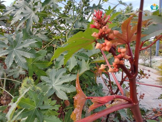 Hint Yağı Bitkisi (Ricinus Communis): Doğadan Endüstriye Uzanan Bir Yolculuk — inline image