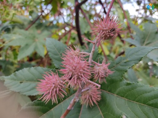 Hint Yağı Bitkisi (Ricinus Communis): Doğadan Endüstriye Uzanan Bir Yolculuk — inline image