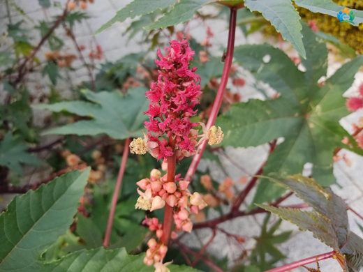 Hint Yağı Bitkisi (Ricinus Communis): Doğadan Endüstriye Uzanan Bir Yolculuk — inline image