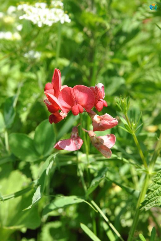 Hırıgürü (Lathyrus rotundifolius subsp. miniatus): Doğal Güzelliğin ve Faydanın Bir Araya Geldiği Bir Bitki — inline image