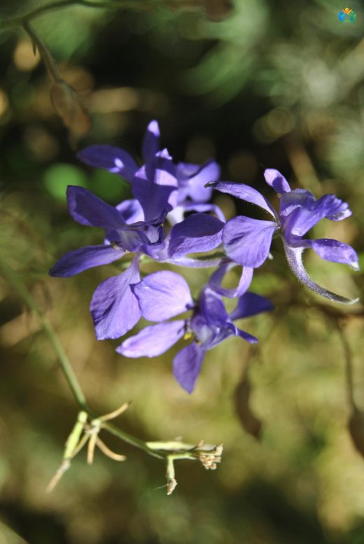 Horoz Kuyruğu (Delphinium consolida L.): Bahçelerin Şıklığı — inline image