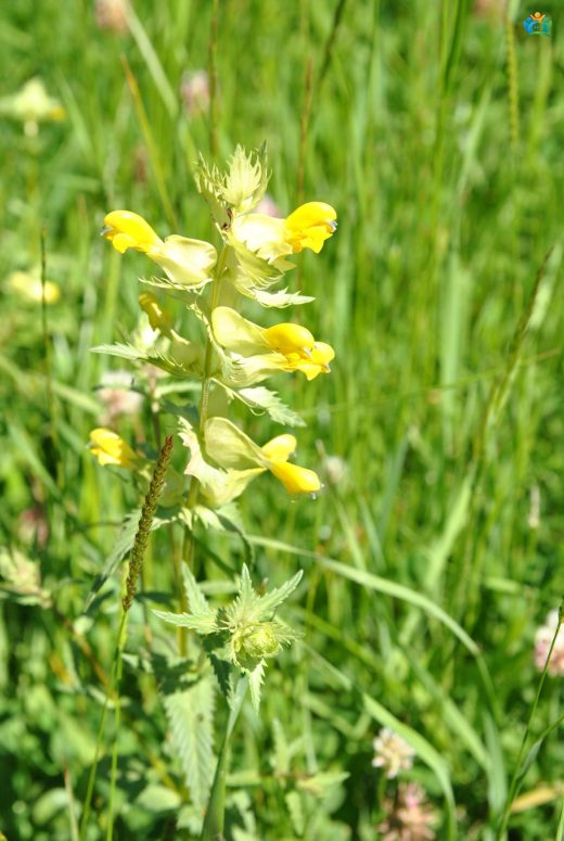 Horozotu (Rhinanthus angustifolius subsp. grandiflorus): Detaylı İnceleme — inline image