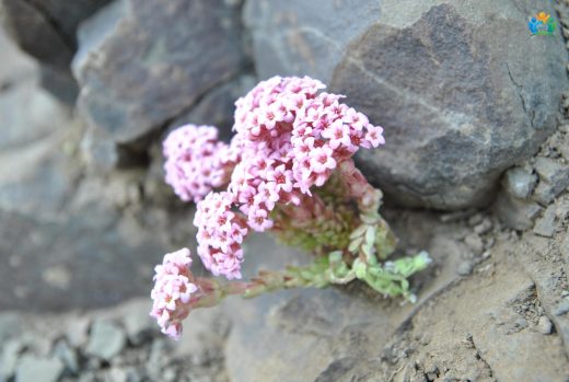 Hoş kayagöbeği (Prometheum pilosum) — inline image