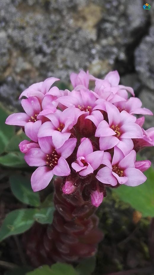 Hoş kayagöbeği (Prometheum pilosum) — inline image