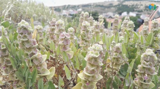 Hoşnemnem (Ballota acetabulosa): Anadolu'nun Şifalı Bitkisi — inline image
