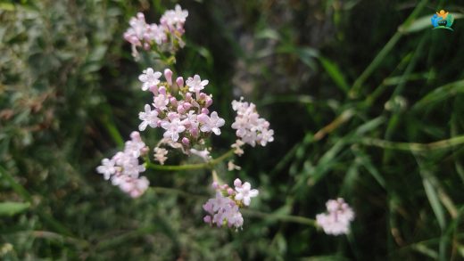 Huzurun Kokusu: Kediotları (Valeriana dioica & Valeriana officinalis) — inline image