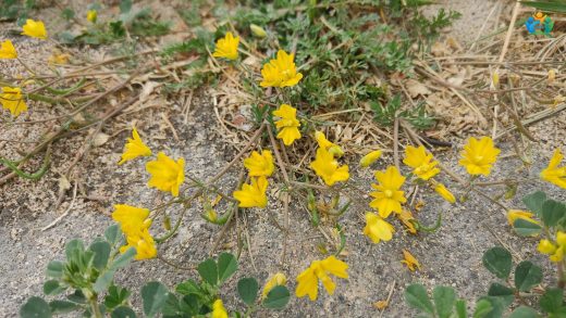Hypecoum procumbens: İlginç Bir Bitki Türü — inline image