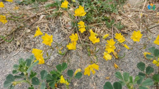 Hypecoum procumbens: İlginç Bir Bitki Türü — inline image