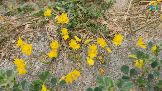 Hypecoum procumbens: İlginç Bir Bitki Türü — inline image