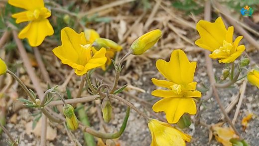Hypecoum procumbens: İlginç Bir Bitki Türü — inline image