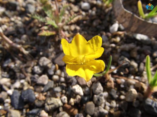 Hypecoum procumbens: İlginç Bir Bitki Türü — inline image