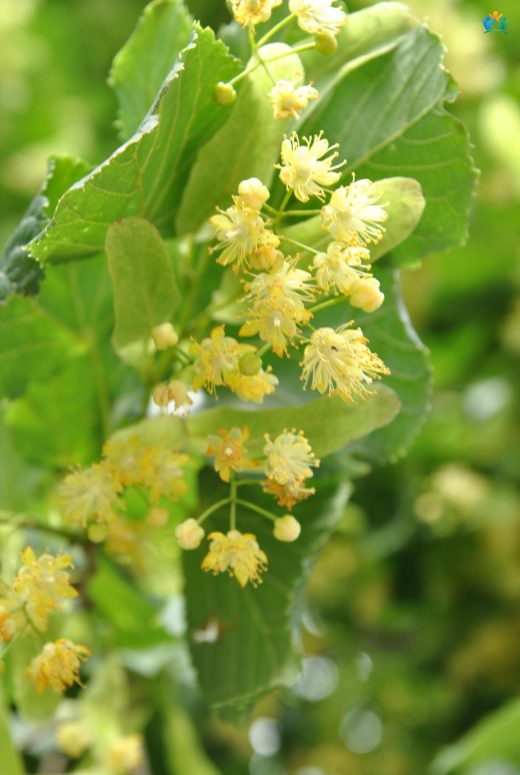 Ihlamurun Şifalı Kolları: Tilia cordata Mill. — inline image