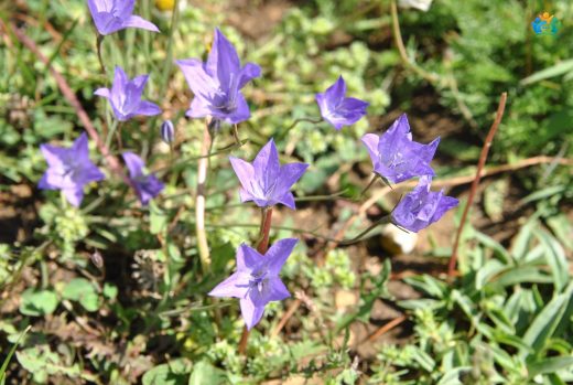 İthuriel'in Mızrağı: Triteleia laxa — inline image