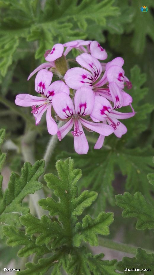 Itır (Pelargonium graveolens): Hem Güzel Kokulu Hem de Şifalı Bir Bitki — cover