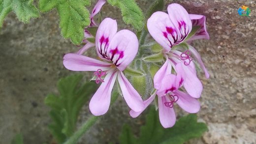 Itır (Pelargonium graveolens): Hem Güzel Kokulu Hem de Şifalı Bir Bitki — inline image