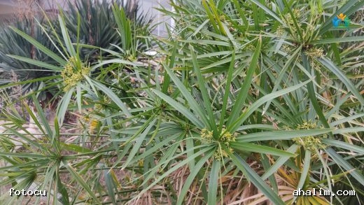 Japon Şemsiyesi (Cyperus alternifolius) Hakkında Kapsamlı Bir Rehber — cover