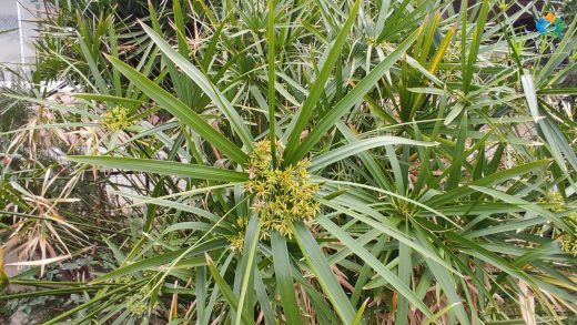 Japon Şemsiyesi (Cyperus alternifolius) Hakkında Kapsamlı Bir Rehber — inline image