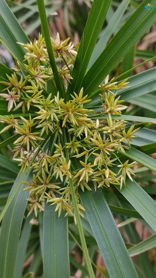 Japon Şemsiyesi (Cyperus alternifolius) Hakkında Kapsamlı Bir Rehber — inline image