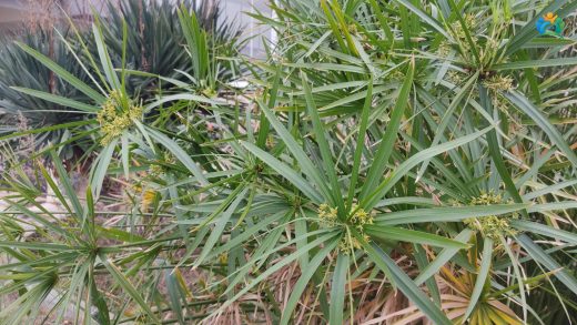 Japon Şemsiyesi (Cyperus alternifolius) Hakkında Kapsamlı Bir Rehber — inline image