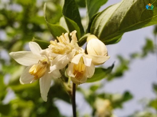 Japon Tesbih Çalısı (Styrax japonicus): Bahçelerin Zarif Güzeli — inline image