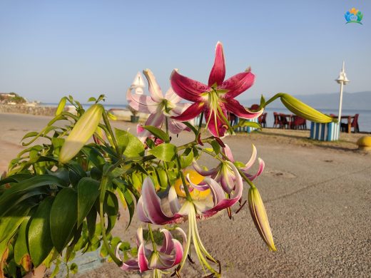 Japon Zambakı (Lilium speciosum): Zarif ve Kokulu Bir Bahar Çiçeği — inline image