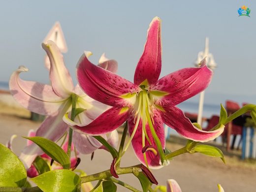 Japon Zambakı (Lilium speciosum): Zarif ve Kokulu Bir Bahar Çiçeği — inline image