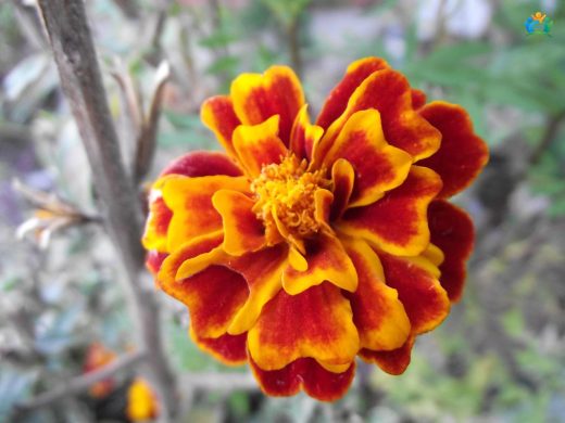 Kadife Çiçeği (Tagetes patula L.): Renkli Bahçelerin Vazgeçilmezi — inline image