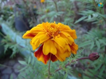 Kadife Çiçeği (Tagetes patula L.): Renkli Bahçelerin Vazgeçilmezi — inline image