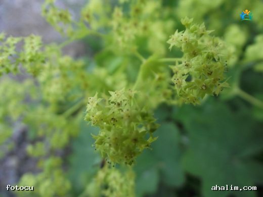 Kadın Mantolu otu (Alchemilla mollis): Doğadan Gelen Şifa Deposu — cover