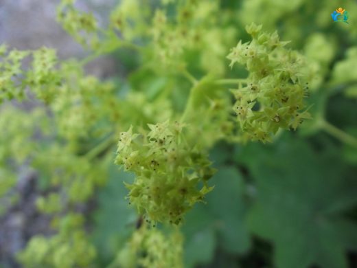 Kadın Mantolu otu (Alchemilla mollis): Doğadan Gelen Şifa Deposu — inline image