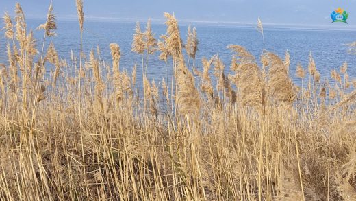 Kamış (Phragmites australis) Hakkında Her Şey — inline image