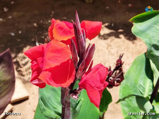 Kana (Canna indica): Bahçelerin Tropikal Güzeli — cover