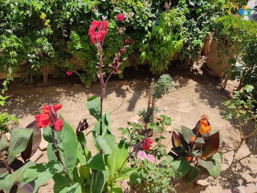 Kana (Canna indica): Bahçelerin Tropikal Güzeli — inline image