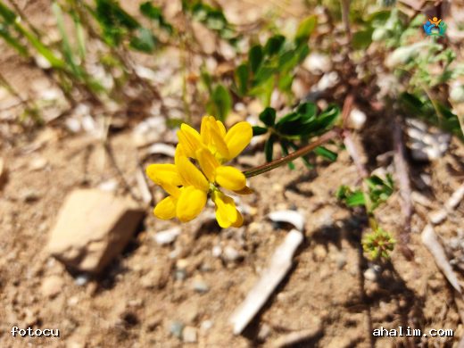 Kanca Körigen (Coronilla securidaca): İlginç Özelliklere Sahip Bir Bitki — cover