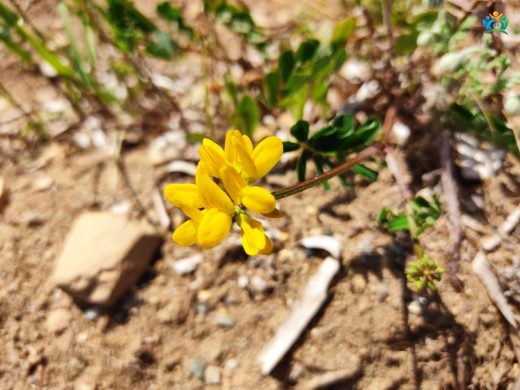 Kanca Körigen (Coronilla securidaca): İlginç Özelliklere Sahip Bir Bitki — inline image